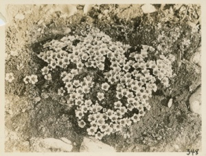 Image of Flowers- Purple Saxifrage